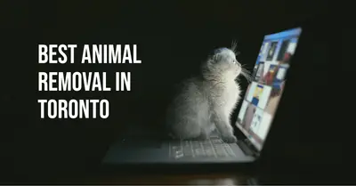 5 Best Animal Removal Services in Toronto (2026)