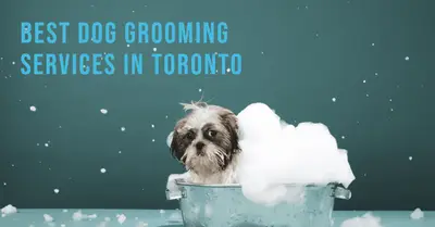 5 Best Dog Grooming Services in Toronto (2026)