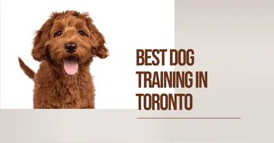 5 Best Dog Training in Toronto (2026)