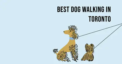 5 Best Dog Walking in Toronto (2026)