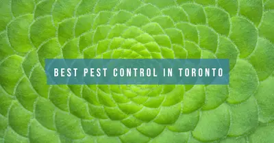 6 Best Pest Control Services in Toronto (2026)