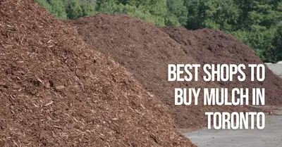 5 Best Shops to Buy Mulch in Toronto (2026)