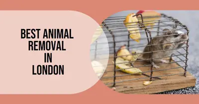 5 Best Animal Removal in London (2026)