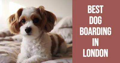 5 Best Dog Boarding Services in London (2026)
