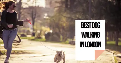 5 Best Dog Walkers in London (2026)