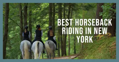 5 Best Horseback Riding in New York (2026)