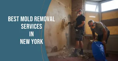 5 Best Mold Removal Services in New York (2026)