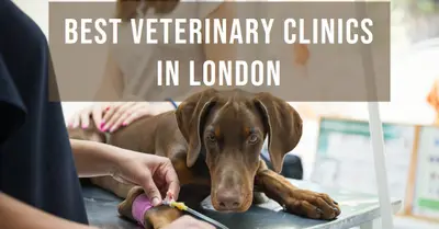 5 Best Veterinary Clinics in London (2026)