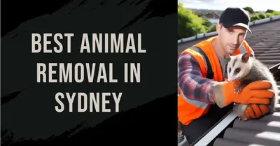 5 Best Animal Removal Services in Sydney (2026)