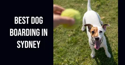 5 Best Dog Boarding Services in Sydney (2026)