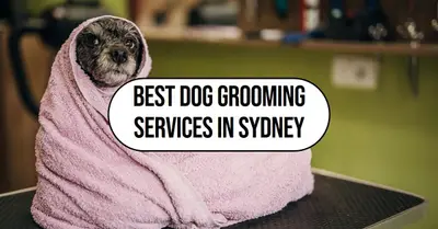 5 Best Dog Grooming Services in Sydney (2026)