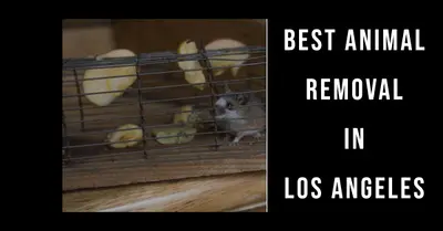 5 Best Animal Removal Services in Los Angeles (2026)