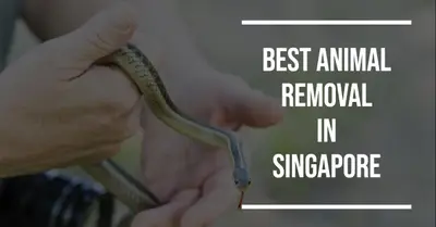 5 Best Animal Removal Services in Singapore (2026)