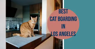 5 Best Cat Boarding Services in Los Angeles (2026)