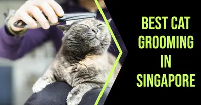 5 Best Cat Grooming Services in Singapore (2026)