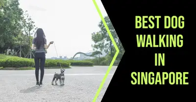 5 Best Dog Walkers in Singapore (2026)