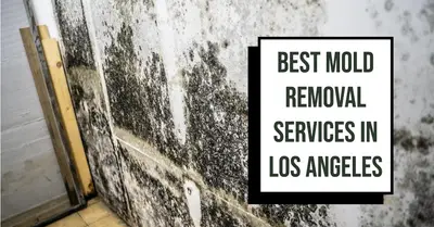 5 Best Mold Removal Services in Los Angeles (2026)