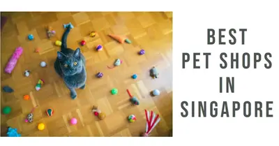 5 Best Pet Shops in Singapore (2026)