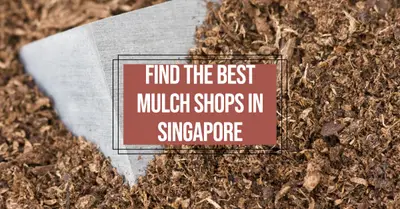 4 Best Shops To Buy Mulch In Singapore (2026)