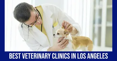5 Best Veterinary Clinics in Los Angeles (2026)