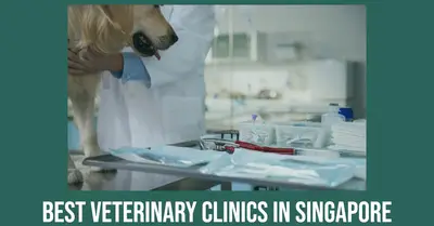 5 Best Veterinary Clinics in Singapore (2026)