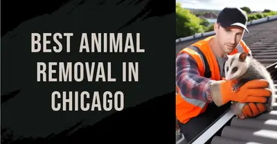 5 Best Animal Removal Services in Chicago (2026)