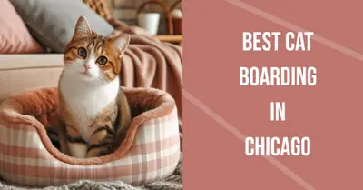 5 Best Cat Boarding Services in Chicago (2026)