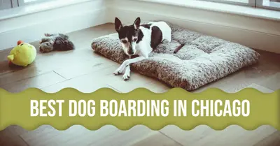 5 Best Dog Boarding Services in Chicago (2026)