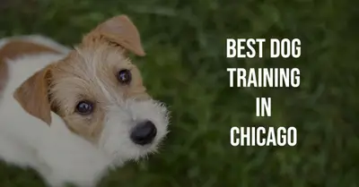 5 Best Dog Trainers in Chicago (2026)