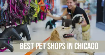 5 Best Pet Shops in Chicago (2026)
