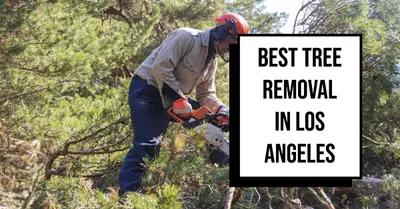 5 Best Tree Removal in Los Angeles (2026)