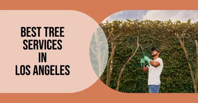 5 Best Tree Services in Los Angeles (2026)