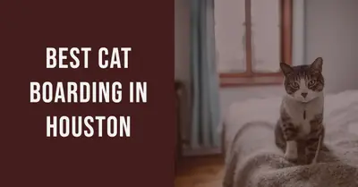 5 Best Cat Boarding Services in Houston (2026)
