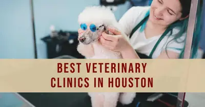 5 Best Veterinary Clinics in Houston (2026)