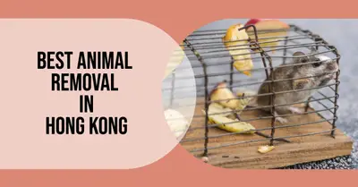 5 Best Animal Removal Services in Hong Kong (2026)