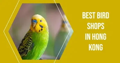 5 Best Bird Shops in Hong Kong (2026)