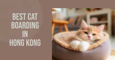 5 Best Cat Boarding Services in Hong Kong (2026)