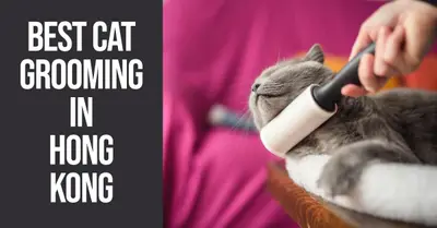 5 Best Cat Grooming Services in Hong Kong (2026)
