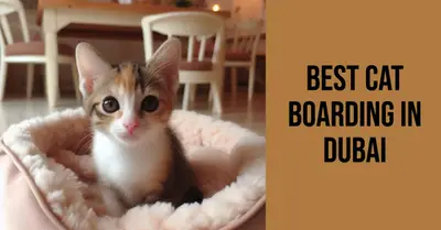 5 Best Cat Boarding Services in Dubai (2026)