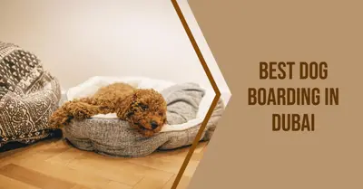 5 Best Dog Boarding Services in Dubai (2026)