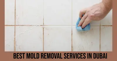 5 Best Mold Removal Services in Dubai (2026)