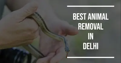 5 Best Animal Removal in Delhi (2026)