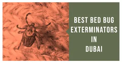 5 Best Bed Bug Exterminators in Dubai (2026)