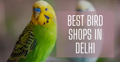 5 Best Bird Shops in Delhi (2026)