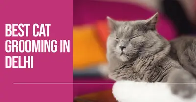 5 Best Cat Grooming Services in Delhi (2026)