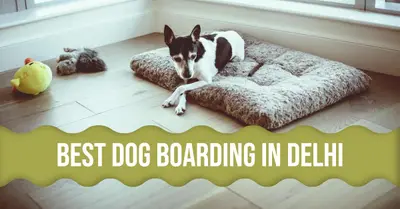 5 Best Dog Boarding in Delhi (2026)