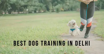 5 Best Dog Trainers in Delhi (2026)