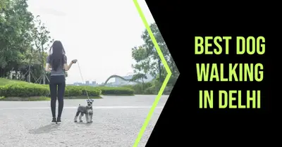 5 Best Dog Walking in Delhi (2026)