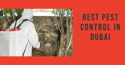 4 Best Pest Control in Dubai (2026)