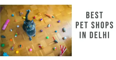 5 Best Pet Shops in Delhi (2026)